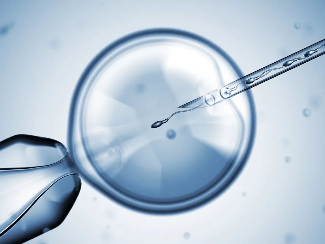 为什么在河北张家口做赠卵试管婴儿需要囊胚培养？