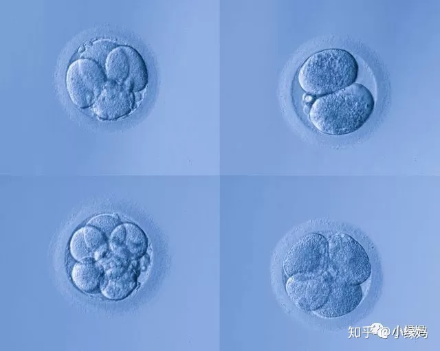 供卵试管婴儿取卵会使女性加速衰老吗？