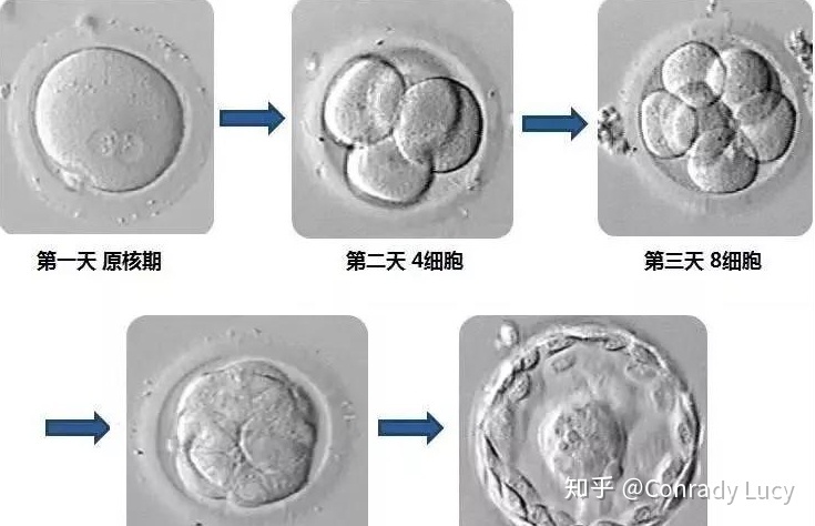 张家口市第一人民医院做借卵做试管婴儿的育儿医生哪家好？