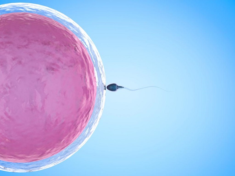 做借卵试管自怀供卵能帮助只有10%精子活力的男性受孕吗？