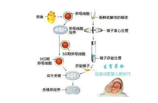 石家庄邵逸夫三代做借卵试管