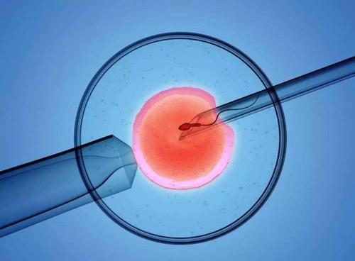 借卵做试管婴儿囊胚成功率高还是胚胎成功率高
