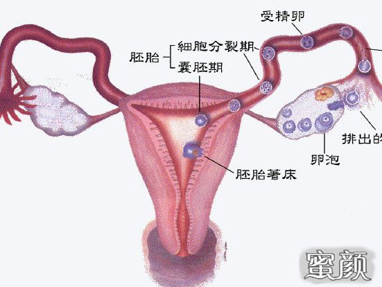 河北人民医院试管婴儿成功率