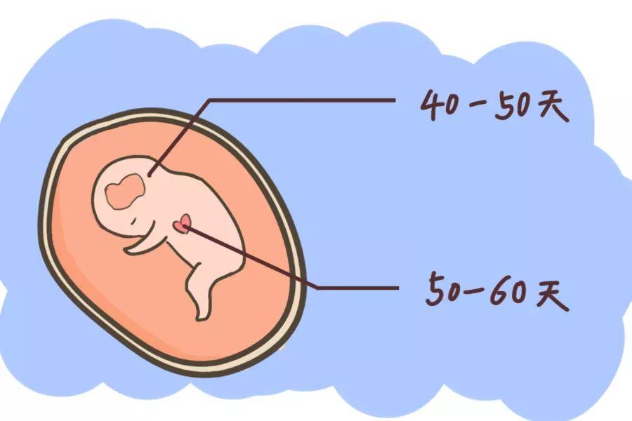 备孕怀孕阶段家庭必备4种男孩生儿子常用药