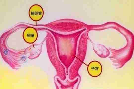 为什么排卵期查卵泡质量医生让抽血看雌二醇数值
