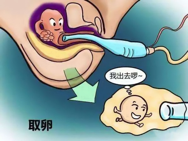 医院借卵试管代怀流程胎儿有心脏病_石家庄试管代怀场可以杜绝先天性心脏病吗（赶紧了解!）